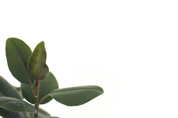 Hojas de Ficus verde - foto de stock