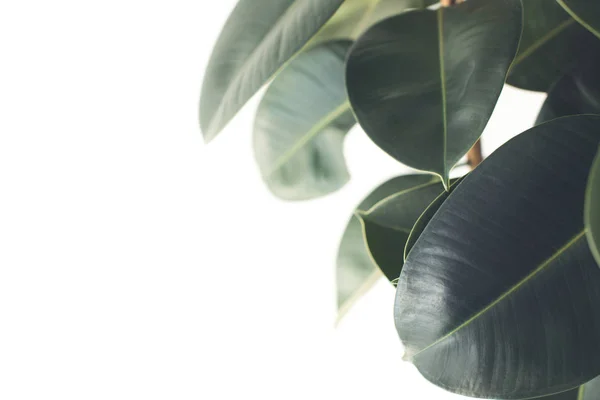 Ficus-Pflanze — Stockfoto