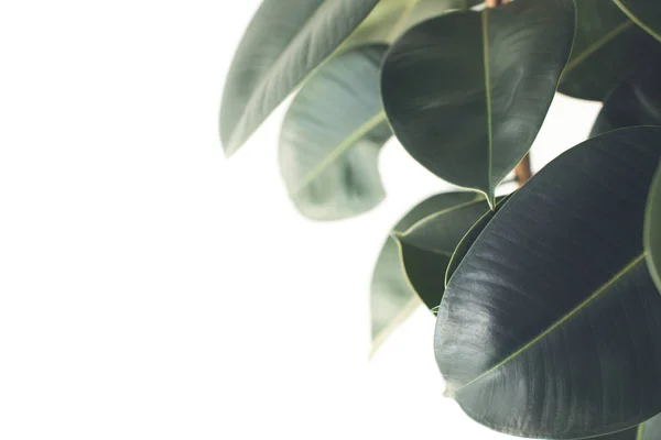 Ficus plant — Stock Photo