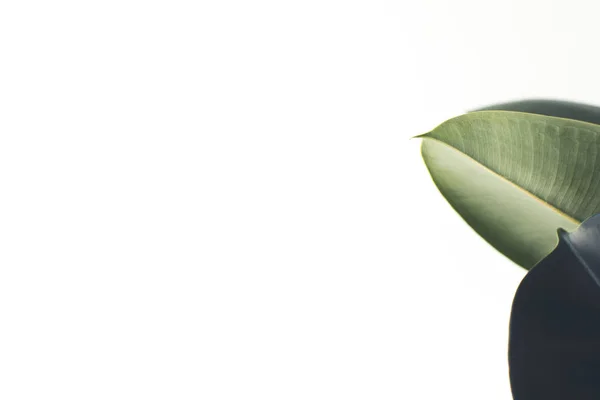 Fond blanc avec des feuilles de ficus — Photo de stock