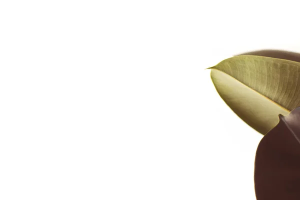 Hojas de Ficus verde — Stock Photo