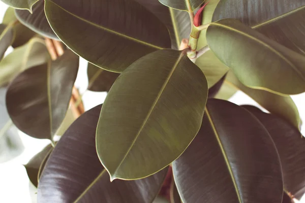 Ficus textura vegetal - foto de stock