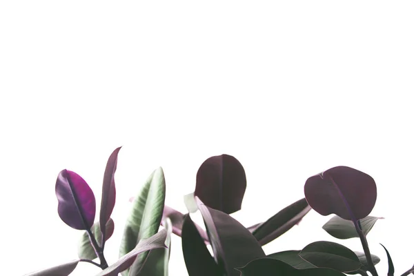 Фон с растением фикус — стоковое фото