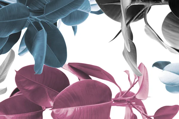 Ficus plants texture — Stock Photo