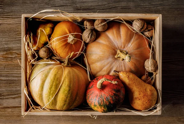 Calabazas y nueces en caja - foto de stock