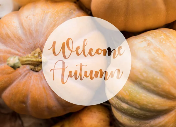 Ripe pumpkins on table — Stock Photo