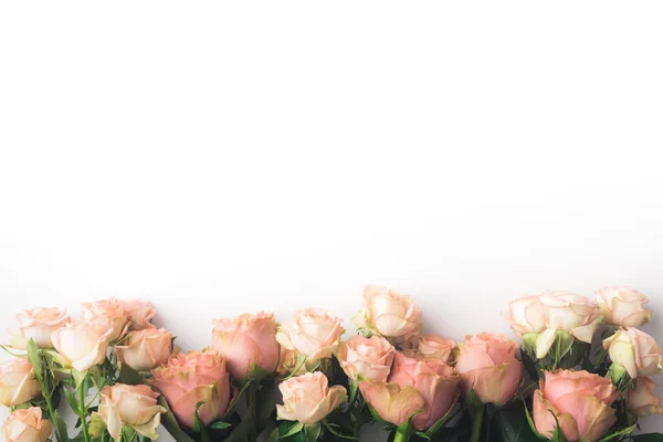 Fleurs roses roses — Photo de stock