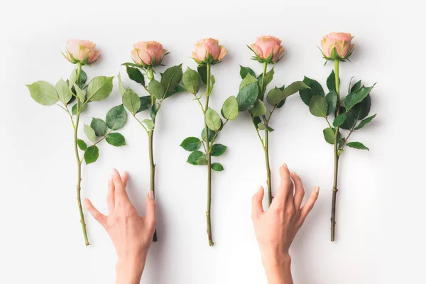 Hands with pink roses — Stock Photo