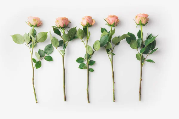 Roses — Stock Photo