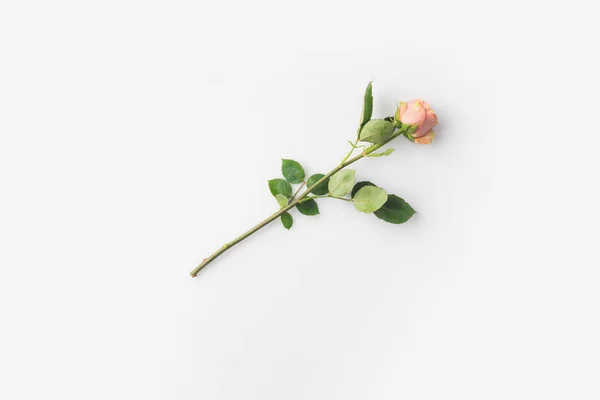 Rosa flor com caule — Fotografia de Stock