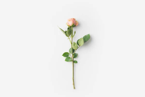 Flor de rosa con tallo - foto de stock