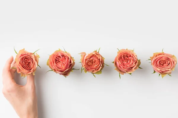 Mano toccando boccioli di rosa rosa — Foto stock