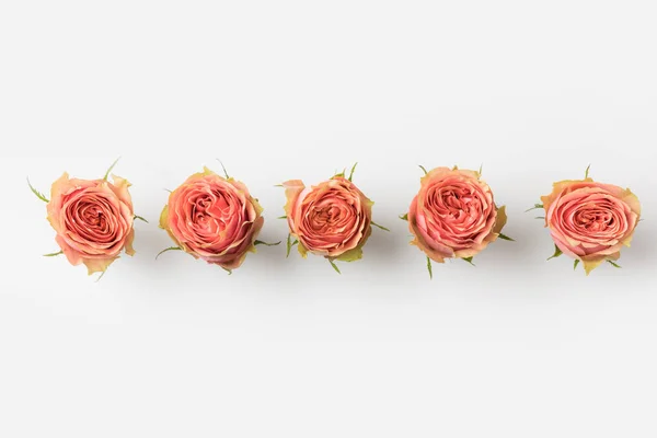 Brotes de rosas rosadas - foto de stock