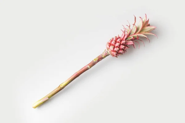 Розовый ананас на стебле — стоковое фото