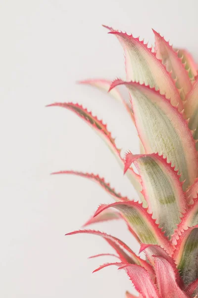 Pink pineapple closeup — Stock Photo
