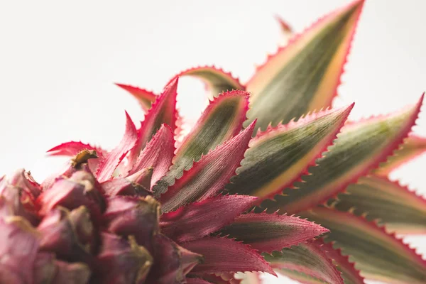 Pink pineapple closeup — Stock Photo