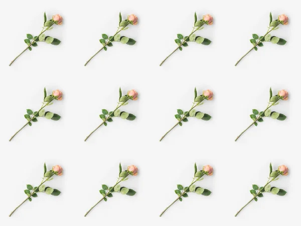 Roses roses avec pétales — Photo de stock