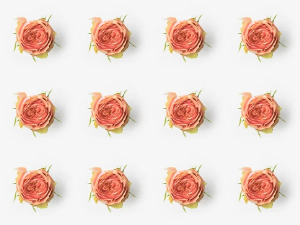 Bourgeons floraux roses — Photo de stock