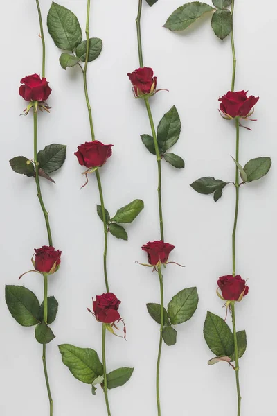 Marco completo de rosas rojas dispuestas aisladas en blanco, San Valentín San Valentín concepto de vacaciones - foto de stock