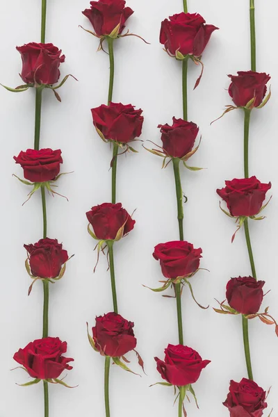 Moldura completa de rosas vermelhas dispostas isoladas no conceito de feriado dia branco, st valentines — Fotografia de Stock