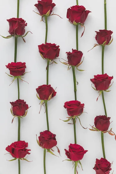 Cadre complet de roses rouges disposées isolées sur blanc, st concept de vacances de la Saint-Valentin — Photo de stock