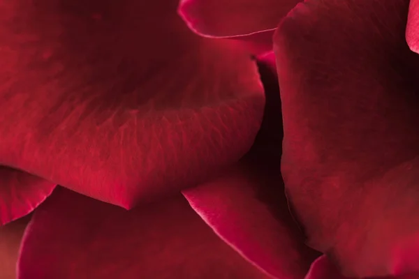 Close up view of red roses petals texture — Stock Photo