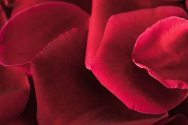 Close up view of red roses petals texture — Stock Photo