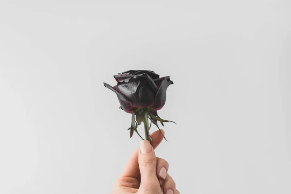 Foyer sélectif de la femme tenant coloré en noir à la main isolé sur blanc — Photo de stock