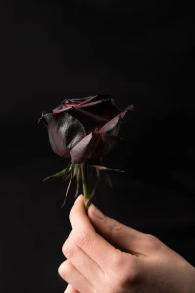 Enfoque selectivo de la mujer celebración de color en negro en la mano aislado en negro - foto de stock