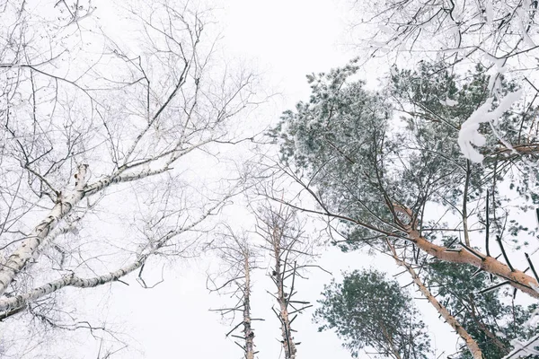 Vista inferior de árvores cobertas de neve na floresta — Fotografia de Stock