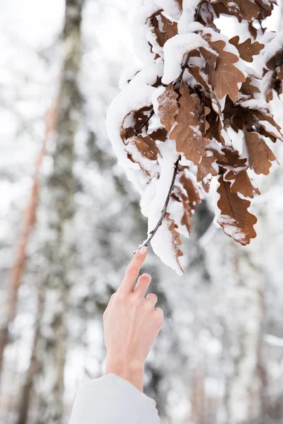 Image recadrée d'une femme tenant une branche avec des feuilles couvertes de neige dans la forêt — Photo de stock