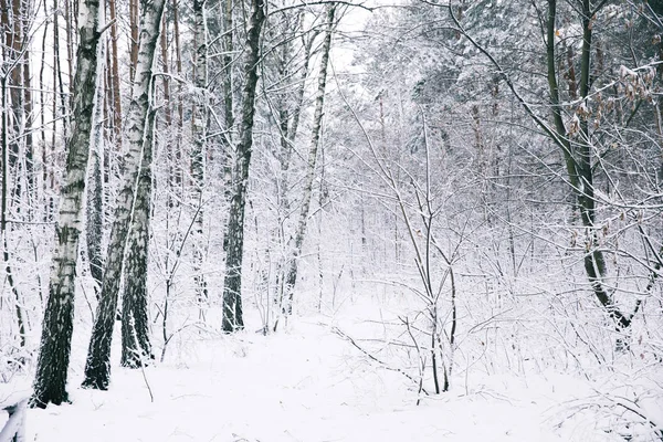 Árboles hermosos cubiertos de nieve en el bosque - foto de stock