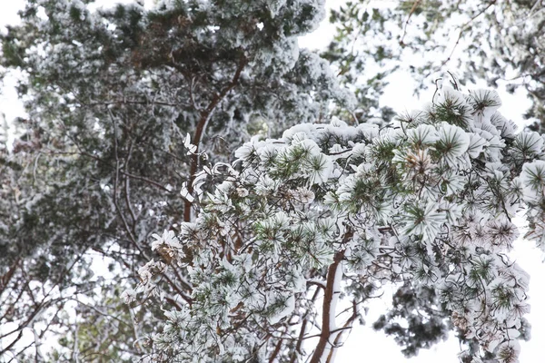 Tree branches covered with snow in forest — Stock Photo