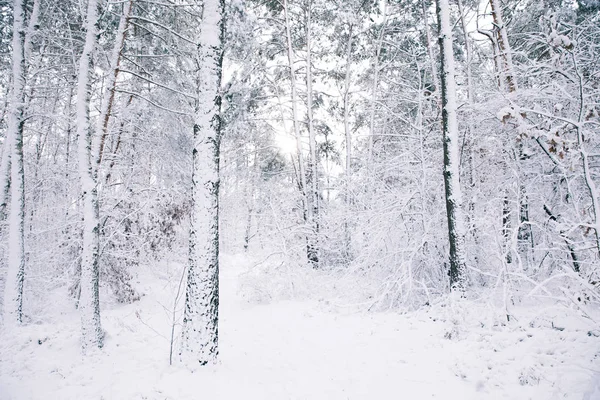 Árboles hermosos cubiertos de nieve en el bosque - foto de stock