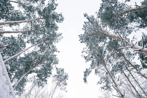 Bottom view of trees covered with snow in forest — Stock Photo