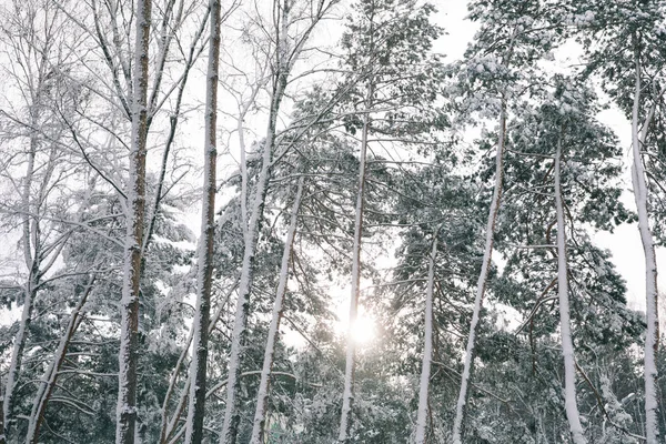 Soleil entre les arbres couverts de neige dans la forêt — Photo de stock