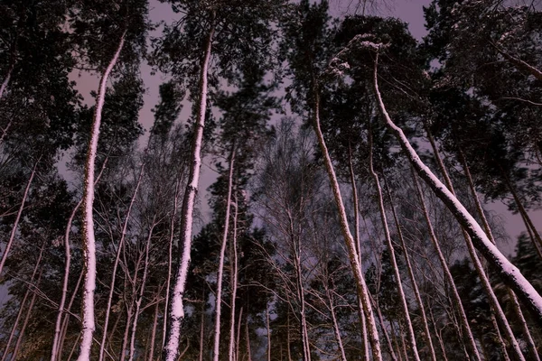 Vue du bas des arbres avec neige en forêt le soir — Photo de stock