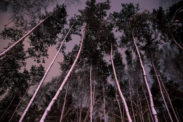 Vista inferior de árvores com neve na floresta à noite — Fotografia de Stock