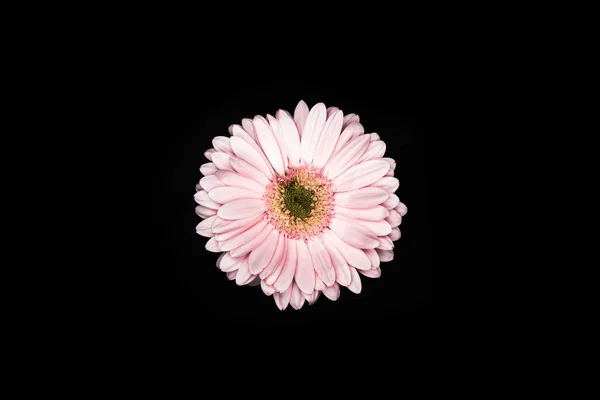 Top view of beautiful pink gerbera isolated on black — Stock Photo