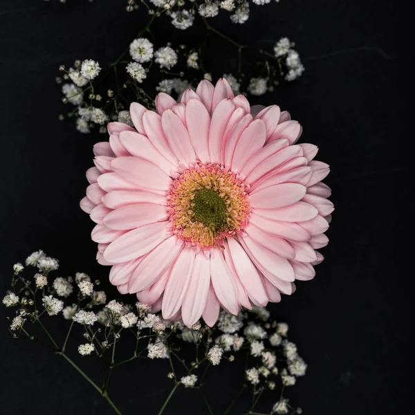 Rosa Gerbera mit kleinen weißen Blüten auf Zweigen isoliert auf schwarz — Stockfoto