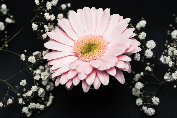 Rosa Gerbera mit kleinen weißen Blüten auf Zweigen isoliert auf schwarz — Stockfoto