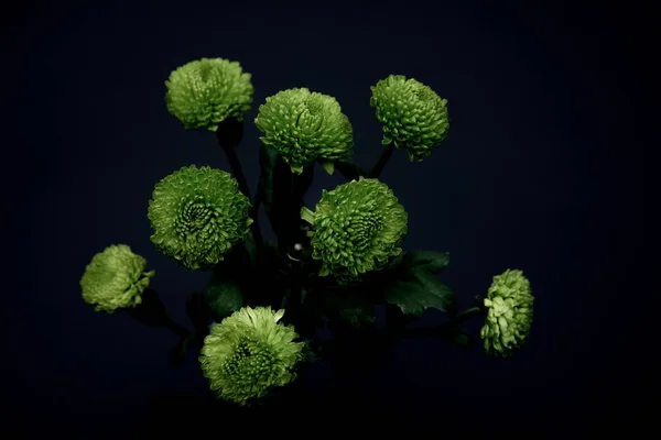 Hermosas flores verdes aisladas en negro - foto de stock