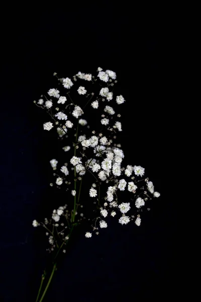 Brindilles avec de belles petites fleurs blanches isolées sur noir — Photo de stock