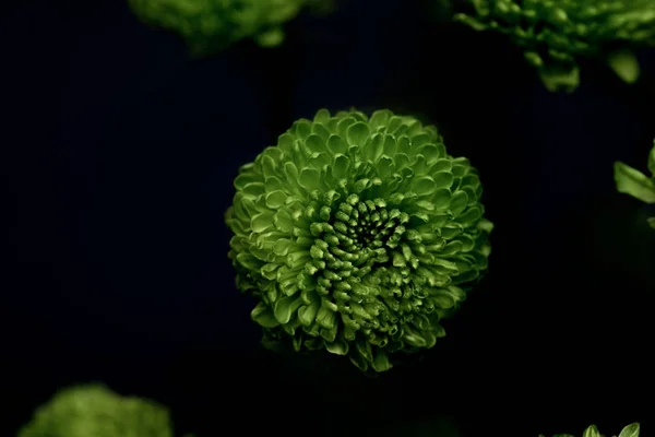 Belles fleurs vertes isolées sur noir — Photo de stock