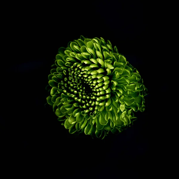 Schöne grüne Blume isoliert auf schwarz — Stockfoto