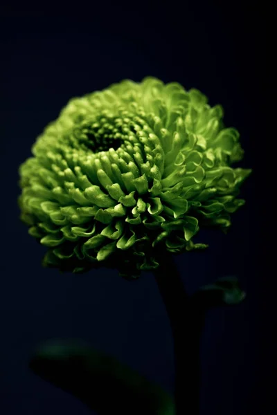 Beautiful green flower isolated on black — Stock Photo