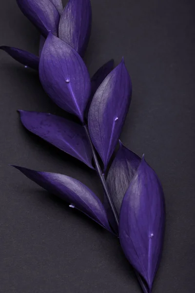 Twig with beautiful purple leaves on black — Stock Photo