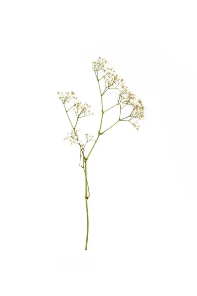 Small white flowers on twig isolated on white — Stock Photo