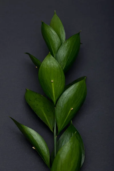 Zweig mit frischen grünen Blättern auf schwarz — Stockfoto