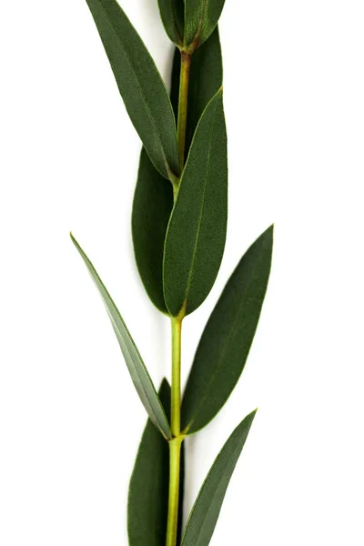 Brindille aux feuilles vertes isolées sur blanc — Photo de stock